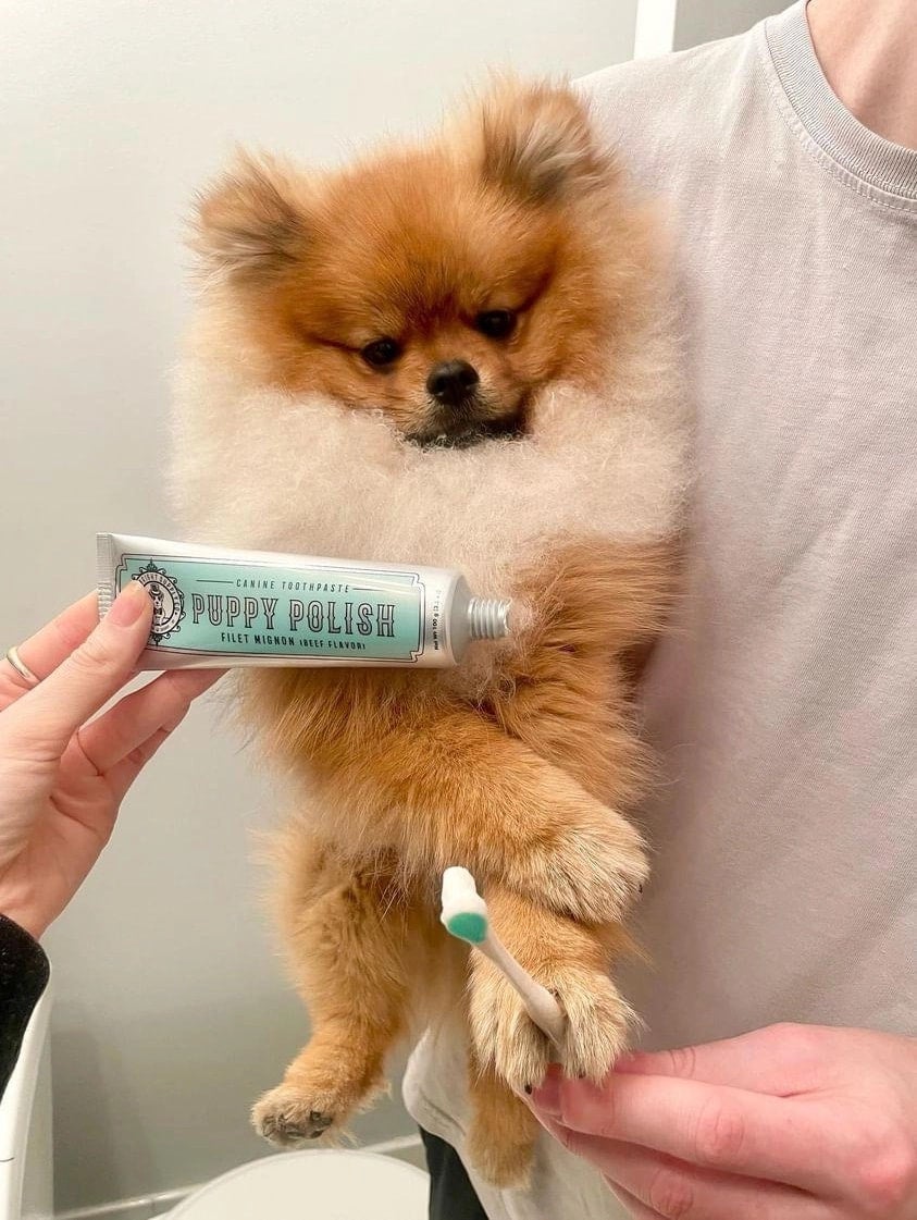 Chlorhexidine toothpaste for dogs best sale